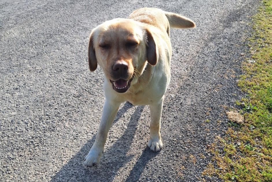 Alerta de Hallazgo Perro Hembra Lavoux Francia Alerta de Hallazgo Perro Hembra Lavoux Francia