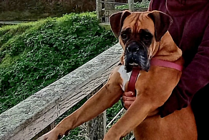 Alerte Disparition Chien  Femelle , 8 ans Vernon France