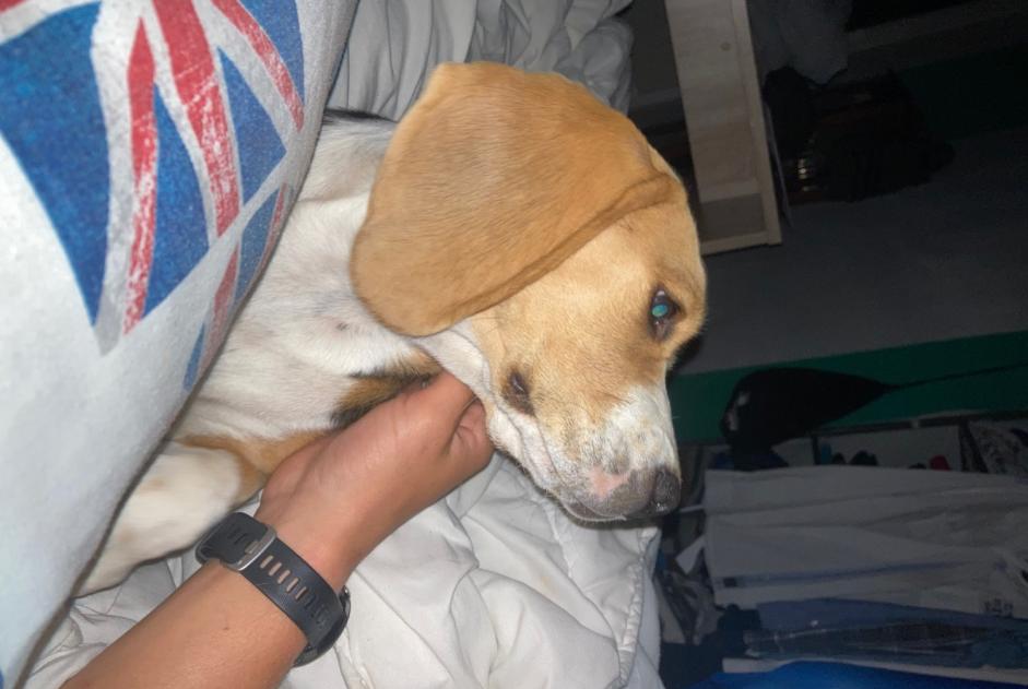 Alerte Disparition Chien  Femelle , 0 ans Anché France
